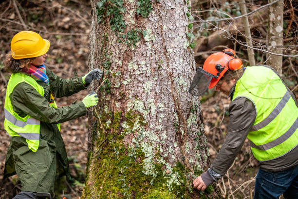 Best Seasonal Cleanup (Spring/Fall)  in Crystal Lake, CT